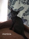 Morticia