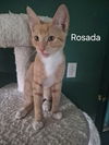 Rosada