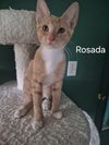 Rosada