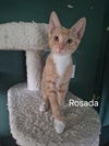 Rosada