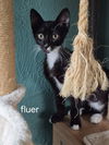 Fluer