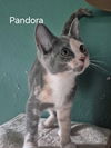 Pandora