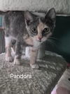 Pandora