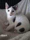 Filbert