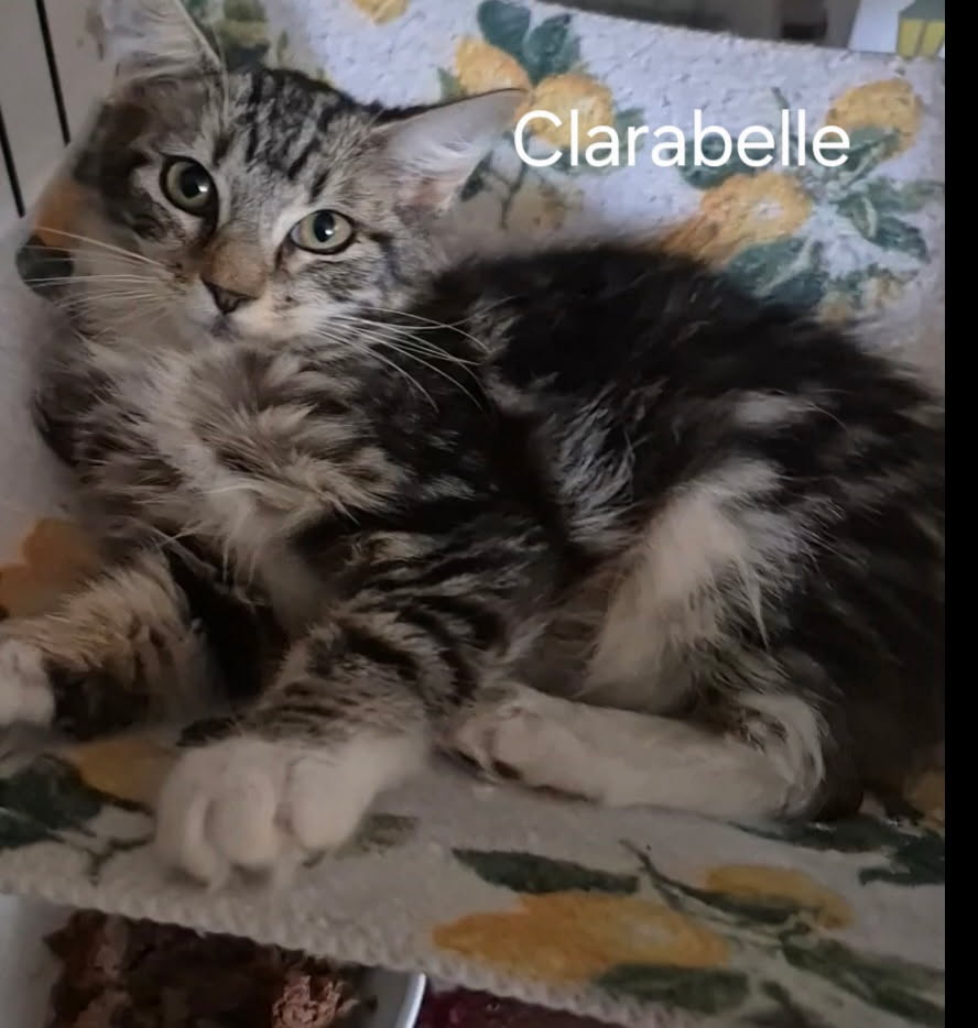 adoptable Cat in Oviedo, FL named Clarabelle