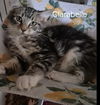 Clarabelle
