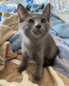 Nimbus the Handsome Gray Boy
