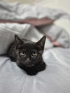 Enzo