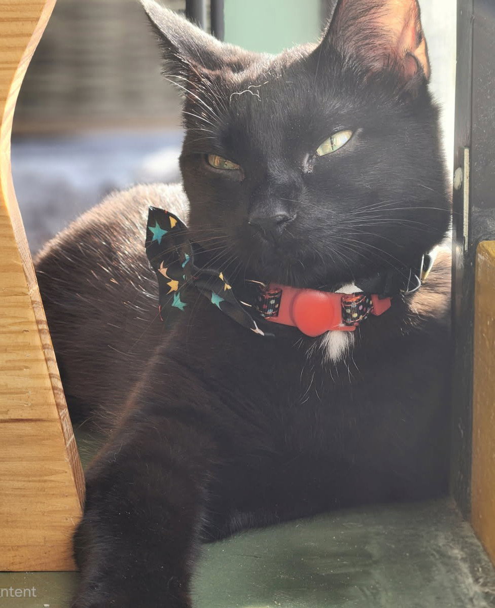 Enzo