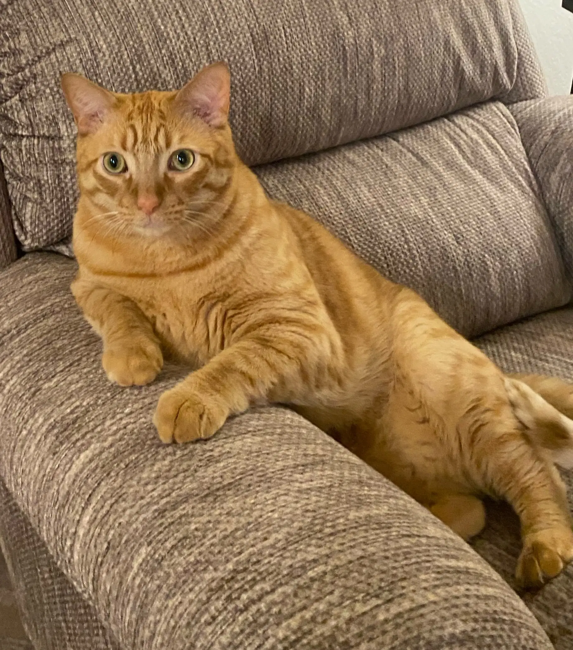 Chico The Big Softie Wholl Steal Your Sofa image 2