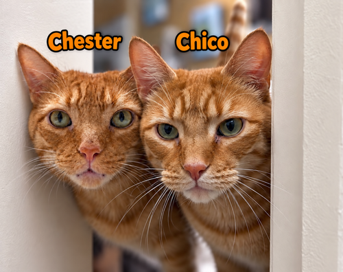 Chico: The Big Softie Who’ll Steal Your Sofa, a cat for adoption from C.A.T.S.-C.A.N., Inc.