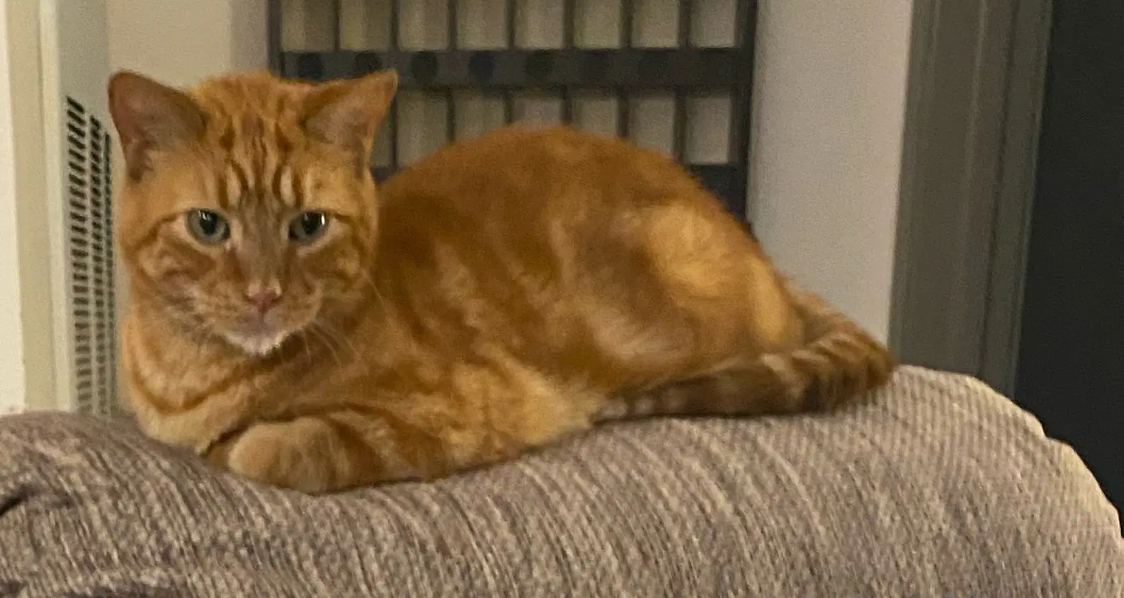Chester Wants Your Lap And He Means Now image 2