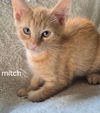 Mitch