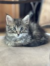 Fuzzy Wuzzy
