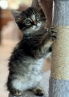 Fuzzy Wuzzy