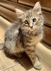 Fuzzy Wuzzy