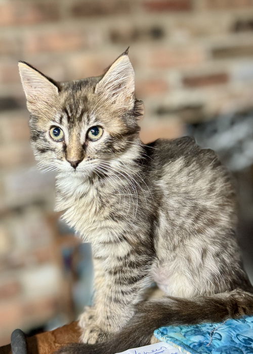 Fuzzy Wuzzy