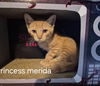 Princess Merida