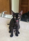 Milly