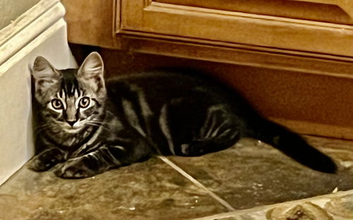 Sir Penny
