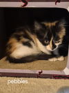 Pebbles