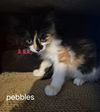 Pebbles