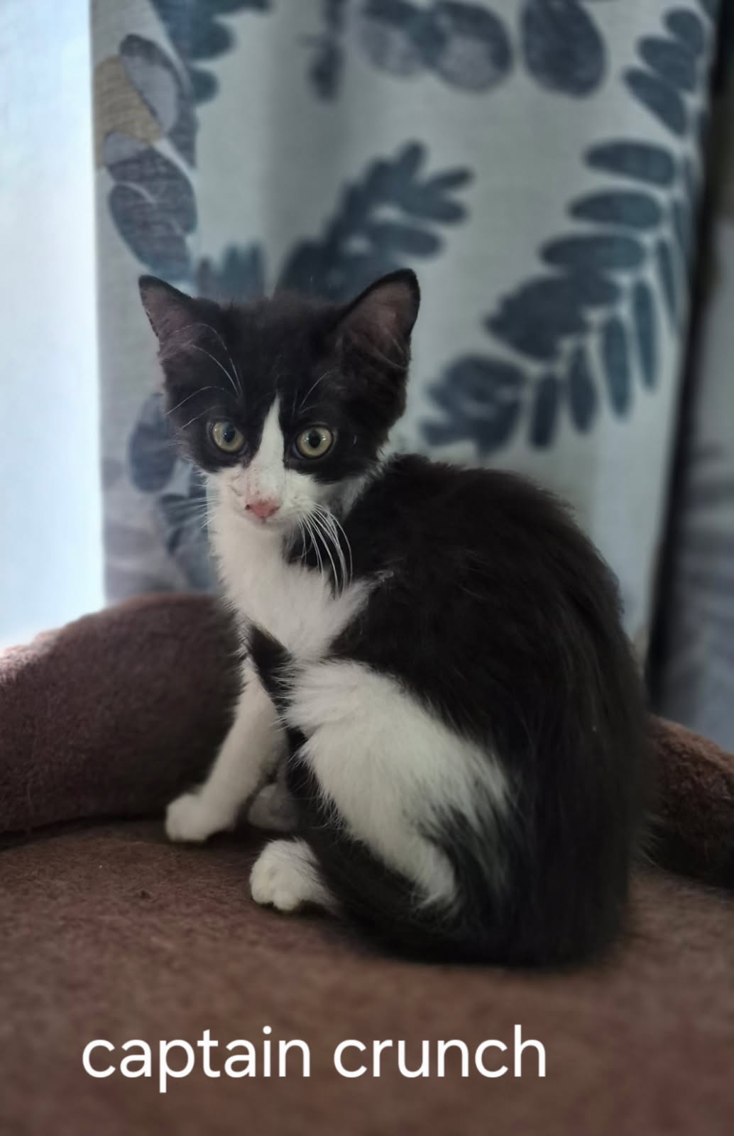 adoptable Cat in Oviedo, FL named Capt Crunch
