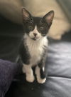 Josie