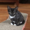 Junebug