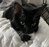 Junebug