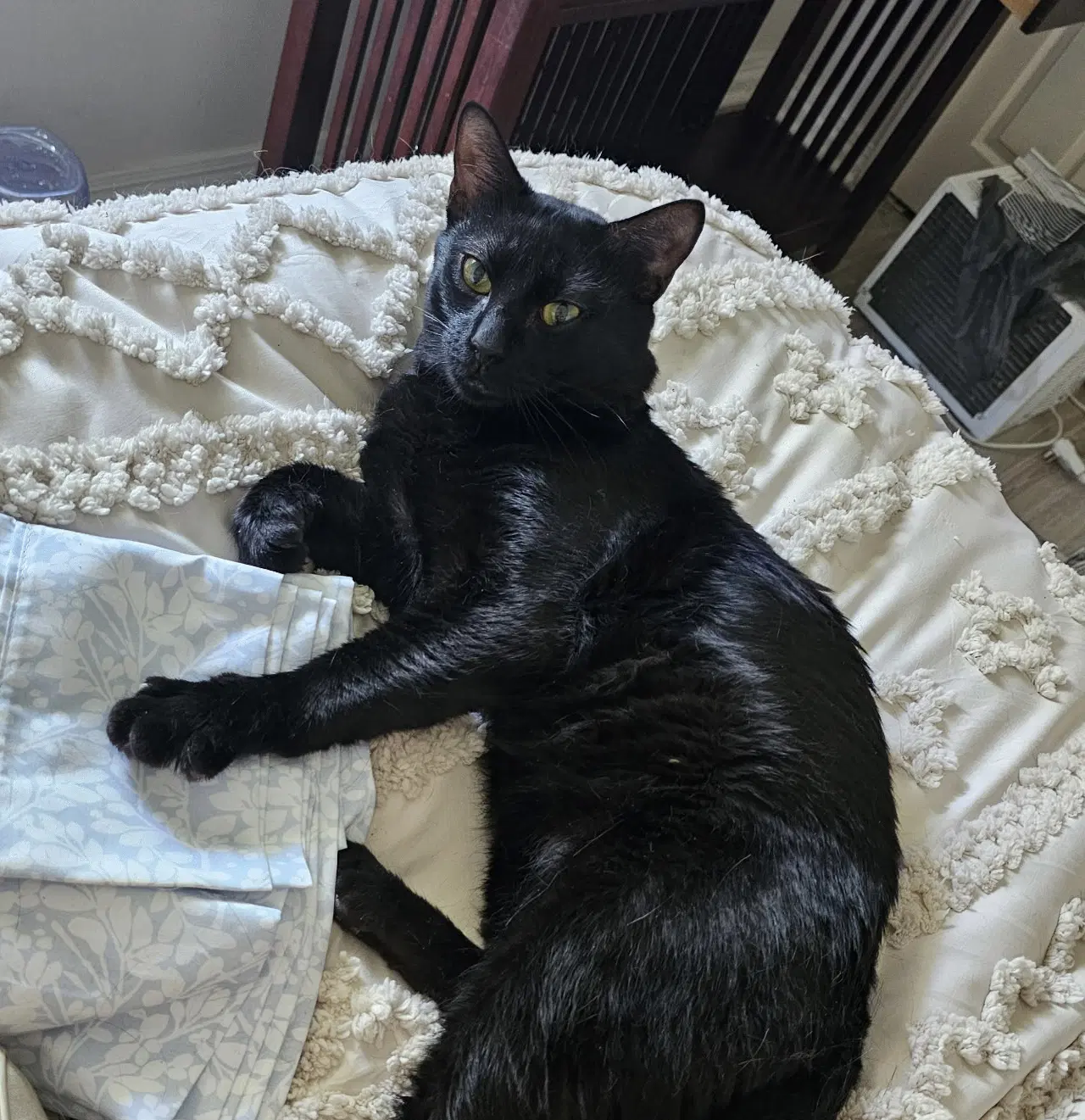 Jinx - Domestic Short Hair