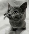 Willow