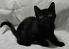Poppy the Black Beauty