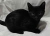 Poppy the Black Beauty