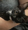 Pepper