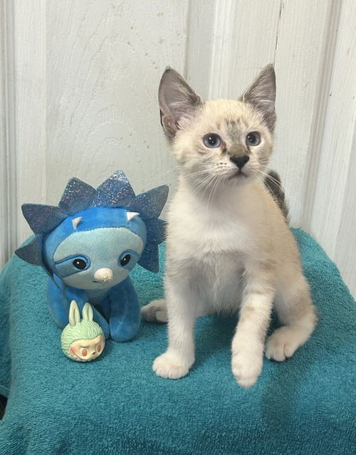 Sugar the Lynx Point Snowshoe