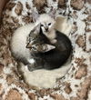 Sugar the Lynx Point Snowshoe