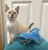 Sugar the Lynx Point Snowshoe