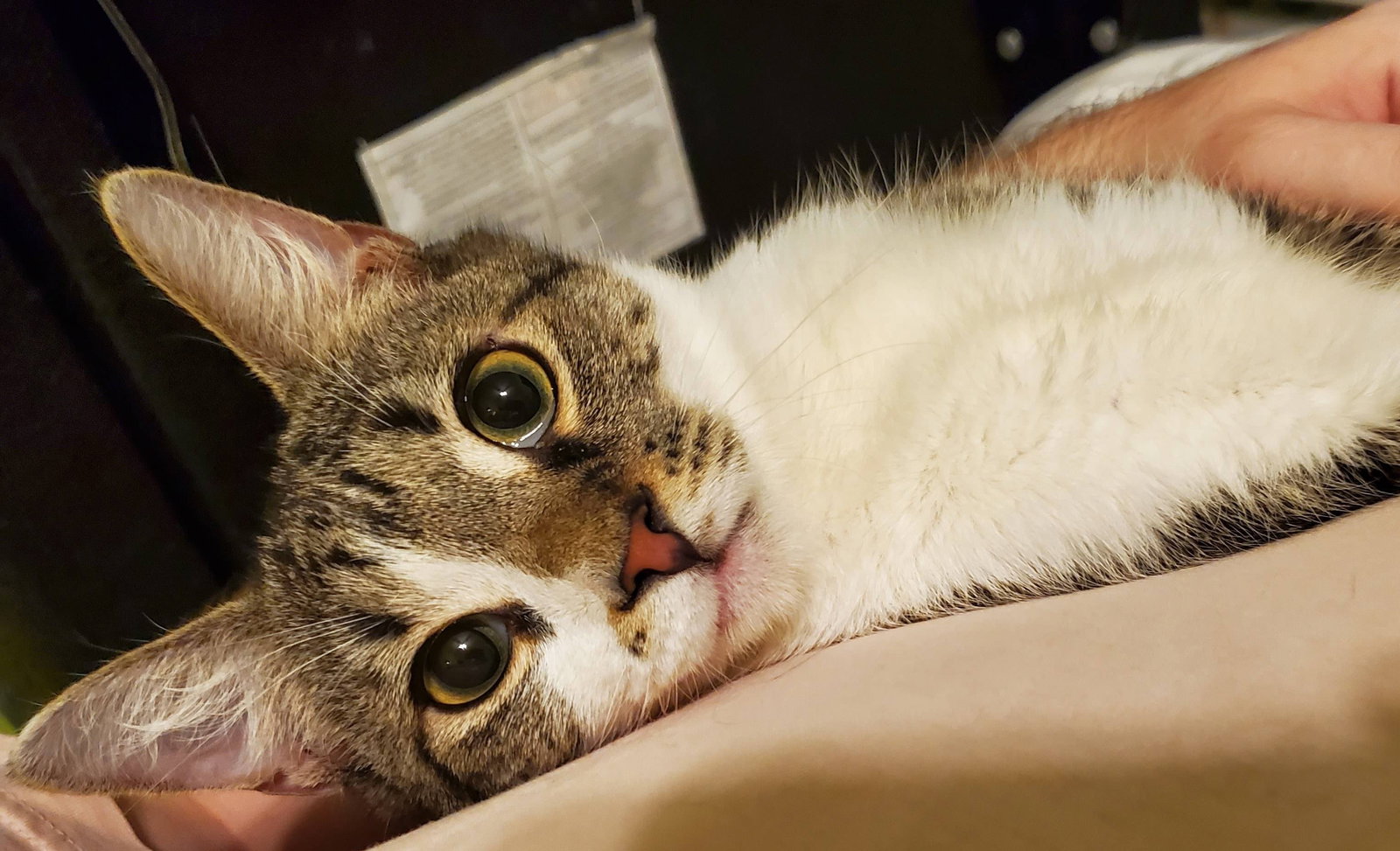 Marvin
