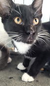 Mae