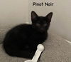 Pinot Noir