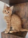 Chenille