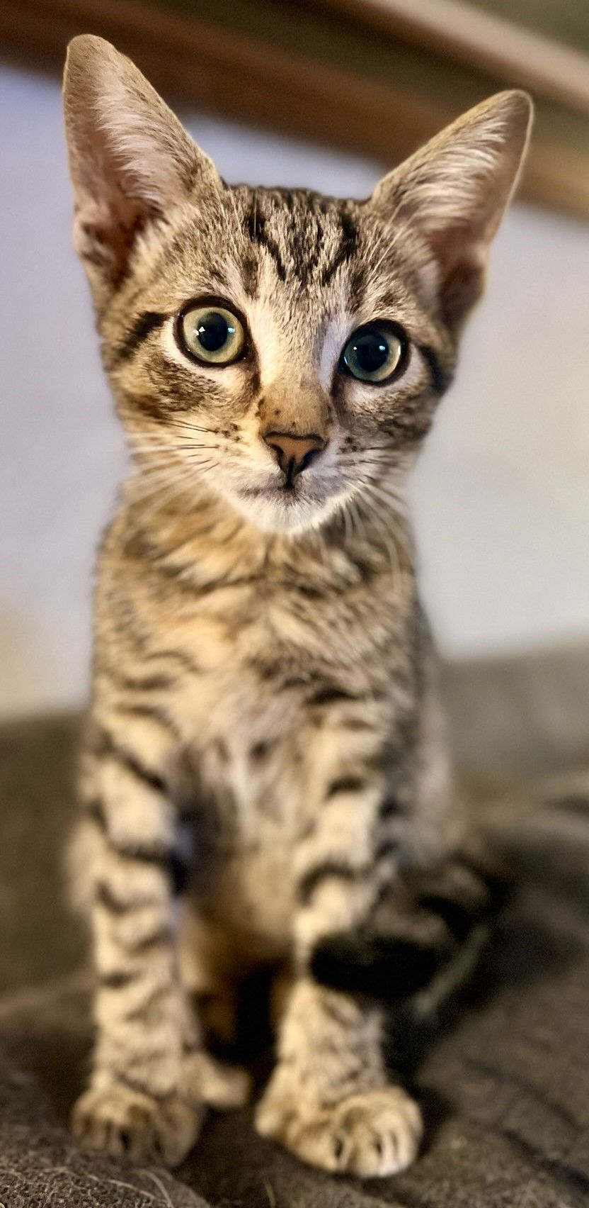 adoptable Cat in Oviedo, FL named Beast the Sweet Hemmingway Boy