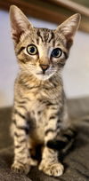 Beast the Sweet Hemmingway Boy