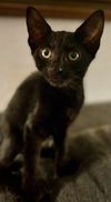 Gambit the Handsome Hemmingway Boy