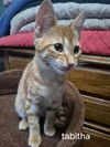 Tabitha