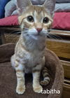 Tabitha