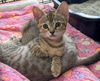 adoptable Cat in oviedo, FL named Honey Bee