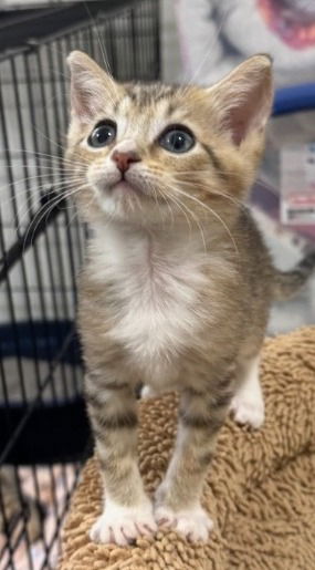 adoptable Cat in Oviedo, FL named Honey Bee