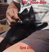 Jose-Bee